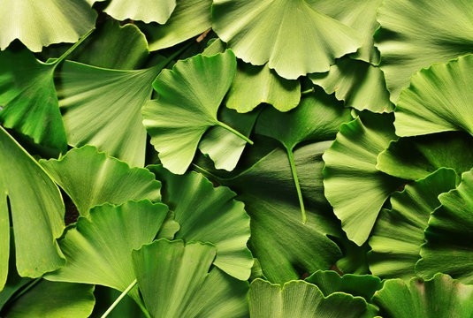 Produit 091:Ginkgo Améliore la mémoire, Active la circulation Riche en antioxydants