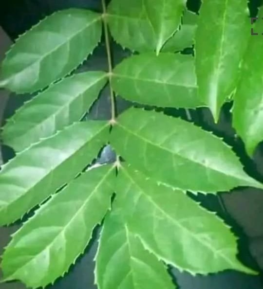 Produit 055 : Hysope d'Afrique pour la Régulation de la Tension et Purification Spirituelle