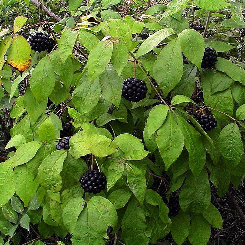 Produit 142 : L'éleuthérocoque Plante Anti-fatigue, Renfort immunitaire et vitalité sexuelle
