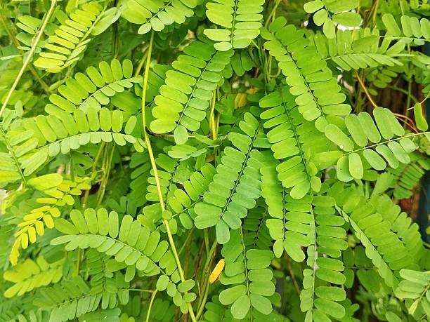 Produit 112 :Abrus Precatorius un Anti-inflammatoire et antidiabétiques Naturel