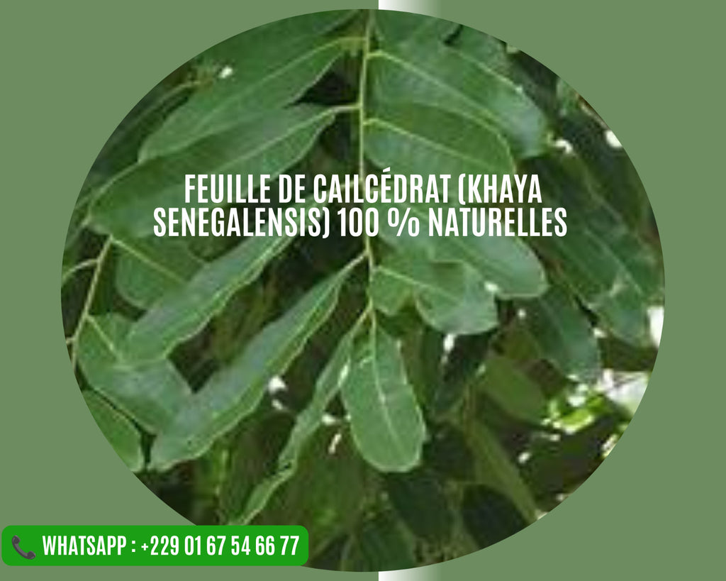Produit 088 :Feuille de cailcédrat (Khaya senegalensis) 100 % Naturelles – Qualité Premium