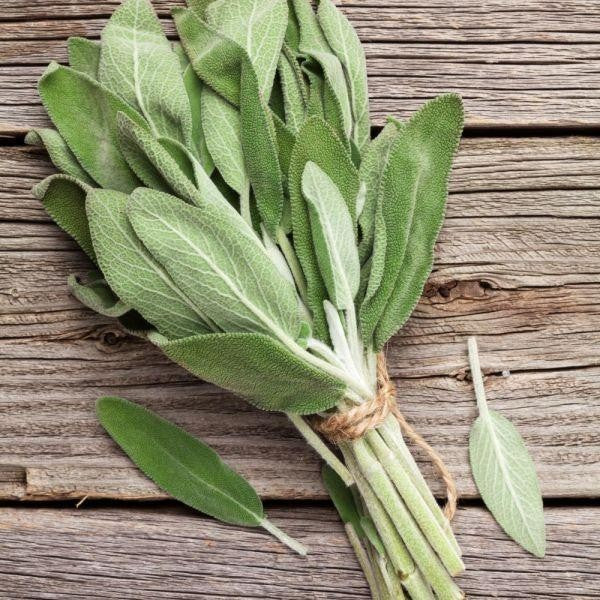 Produit 125 :La Sauge
